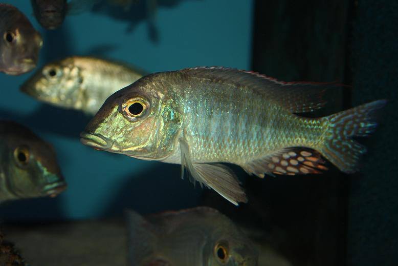 Lethrinops oculatus 'Chesese'